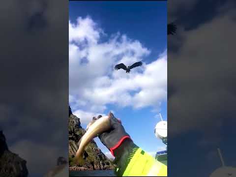 Un pêcheur lance un poisson à un aigle en plein vol