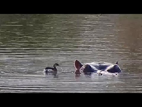 Djuma: Little Grebe juvenile and Hippo's friendship continues - 07:05 - 08/19/20