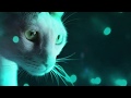 Official Meow Mix Song Cats At A Rave