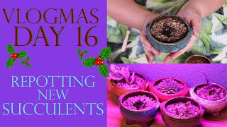 Vlogmas Day 16 | REPOTTING NEW SUCCULENTS