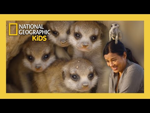 Hakuna Matata! with Meerkats and More! | Animal Genius with Liz Bonnin Full Episode | @natgeokids