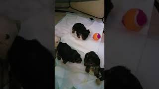Video preview image #2 Yorkshire Terrier Puppy For Sale in LOS ANGELES, CA, USA