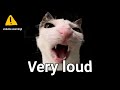 Crunchy Cat Sound Variations In 60 Seconds