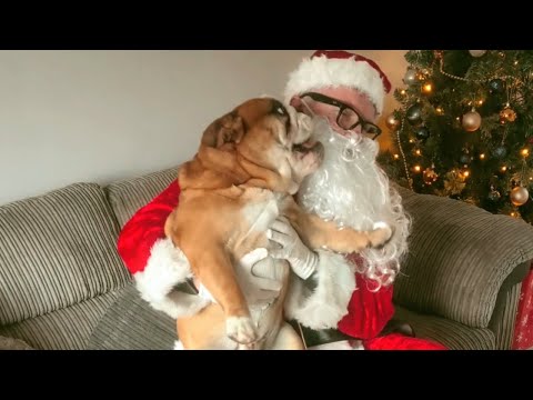 Santa vs Bulldogs - Pablo Gets Presents, Diego Chooses Violence 🎅🐶
