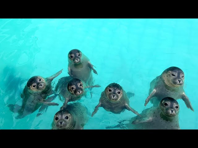 ピーテルブーレンアザラシセンター（アザラシ幼稚園）