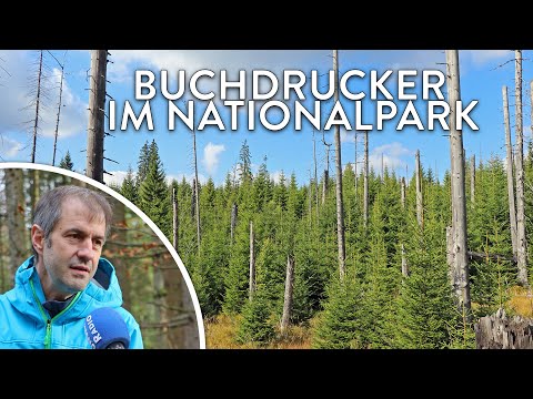 Borkenkäfer im Nationalpark Bayerischer Wald - Buchdrucker-Wissen in 60 Sekunden (2/6)