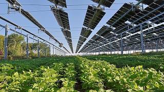 La energía solar aporta el 25% de la electricidad de la UE: España, Alemania y Polonia, en cabeza
