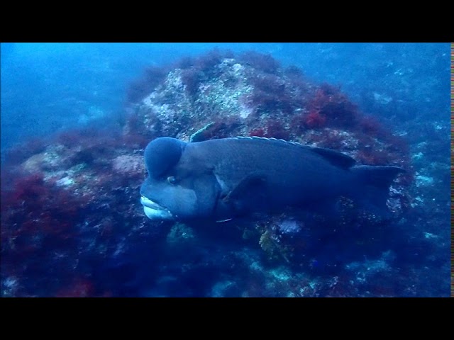 株式会社たからじま　ダイブショップ宝島