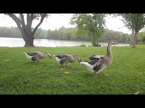Cookeville's Cane Creek Quackers