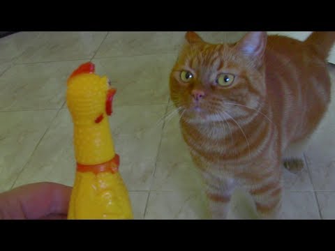 Chicken Cat/Galinha Assustadora