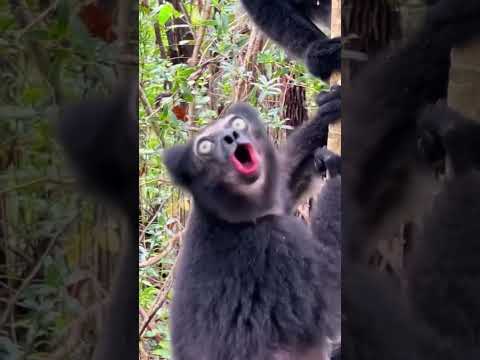 Indri Lemurs Calling in Madagascar. #animals #lemur #madagascar #wildlife