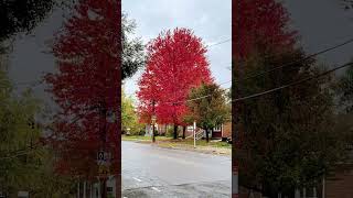 Download lagu Canada maple tree mp3