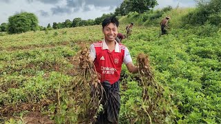 ကိုနေဝေးတို့ မိုးမြေပဲနှုတ်ပြီ