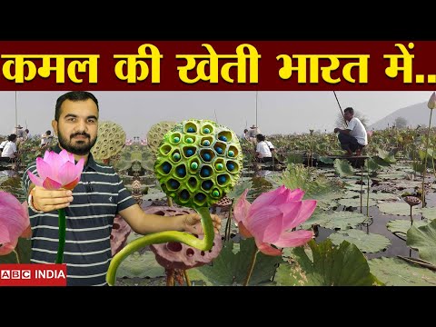 Lotus Farming | kamal phool ki kheti | Lotus Roots Farming | Income in Lotus farming | kamal ghata