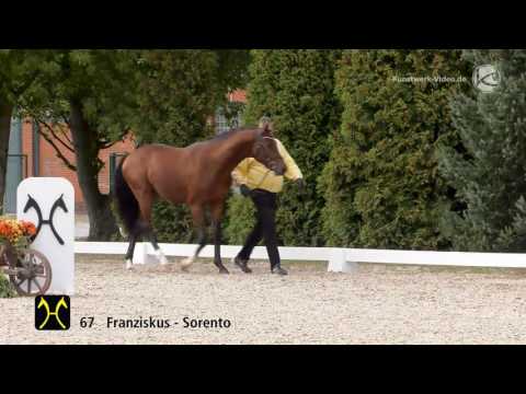 Hanoverian Stallion Licensing 2016 No  67 by Franziskus Sorento