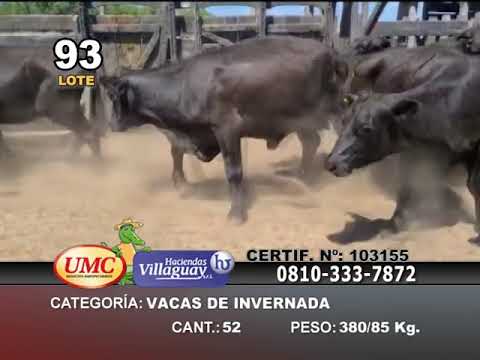Lote 34 Vacas de invernar en Esquina, Corrientes