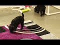 Miniature Poodle dogs for sale: Neva - Video 1