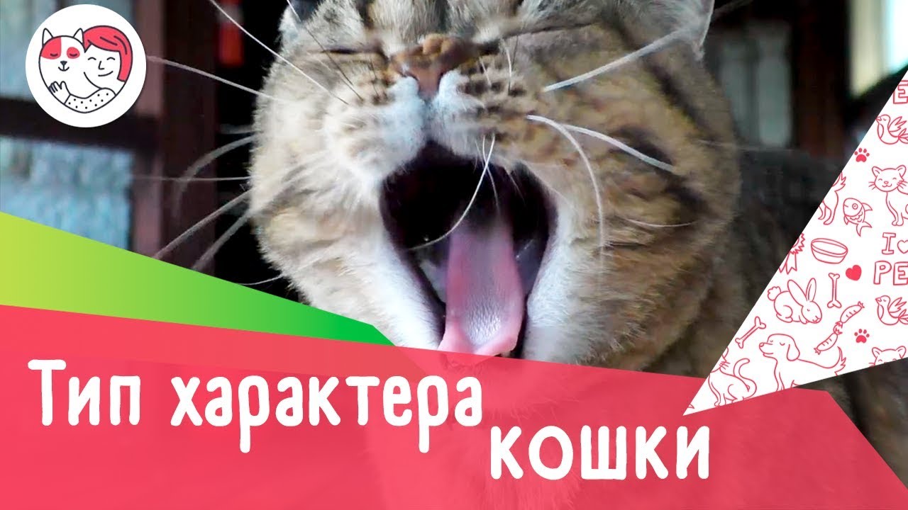5 типов кошачьего характера