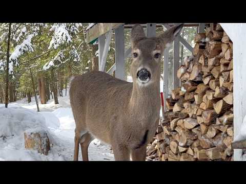 밥 주는 사람 알아보는 사슴 친구