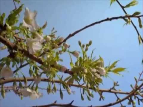 Ave Maria cover