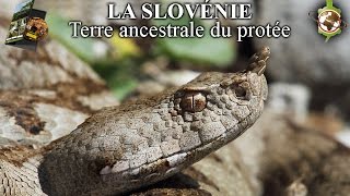 LA SLOVÉNIE DOCUMENTAIRE