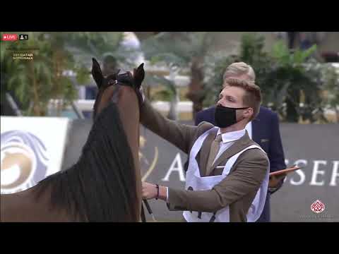 N 217 GAZALA AL ADEED   23rd Qatar National Arabian Horse Show   Fillies 2 Years Old Class 4A