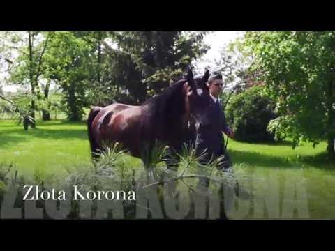 Pride Of Poland 2016 - Złota Korona