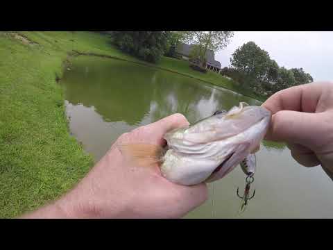 Using The Rebel Pop- R Popper Classic To Catch Some Pond Bass!