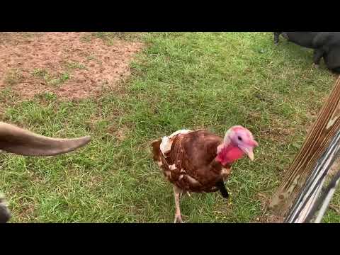 The Littles Eating Etiquette 101