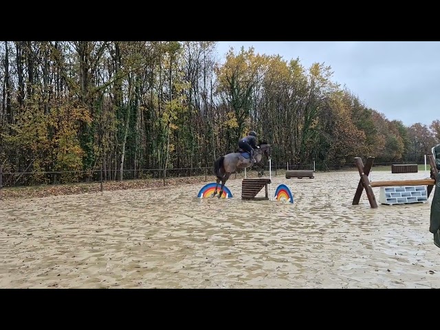 Hongre 11 ans cce dressage cso