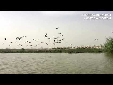 塞內加爾發現數百隻鵜鶘死亡。 (Hundreds of pelicans found dead in Senegal)