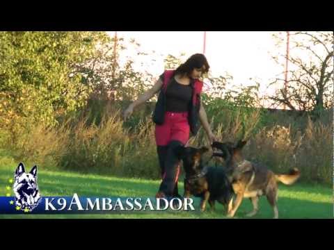 K9 Ambassador / Blacky z Erisedu and Extrem z Atarova sadu trained as team