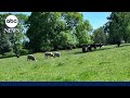 Trump Supporting Ranchers Criticize His Plan To Import Argentine Beef