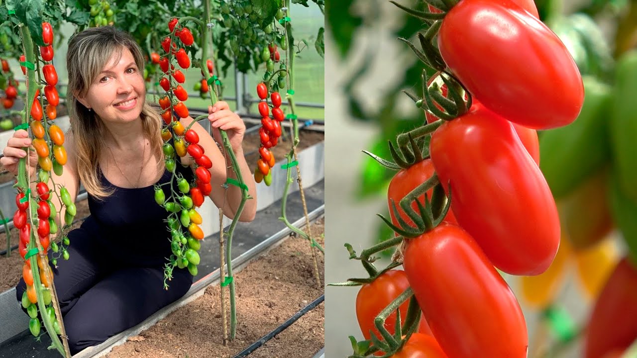 Томат - Ваше благородие! Всеми любимый сорт - вкусный и урожайный!