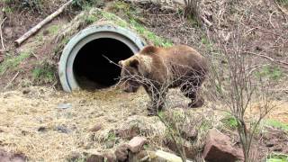 preview picture of video 'Alternativer Wolf und Bärenpark Schwarzwald: Poldi unterwegs'