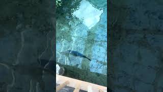 Grandson amazed at the fish from Gaylord palms #fish #farmlife #fishing #shorts