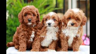 Video preview image #1 Cavapoo (Miniature) Puppy For Sale in LITITZ, PA, USA