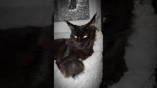 Miss Lydia. Black smoke female Maine Coon kitten.