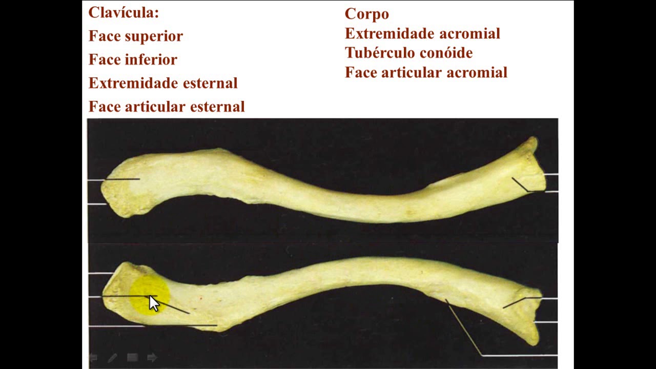 OSSOS DE MEMBRO SUPERIOR PARTE 1 - CINTURA ESCAPULAR