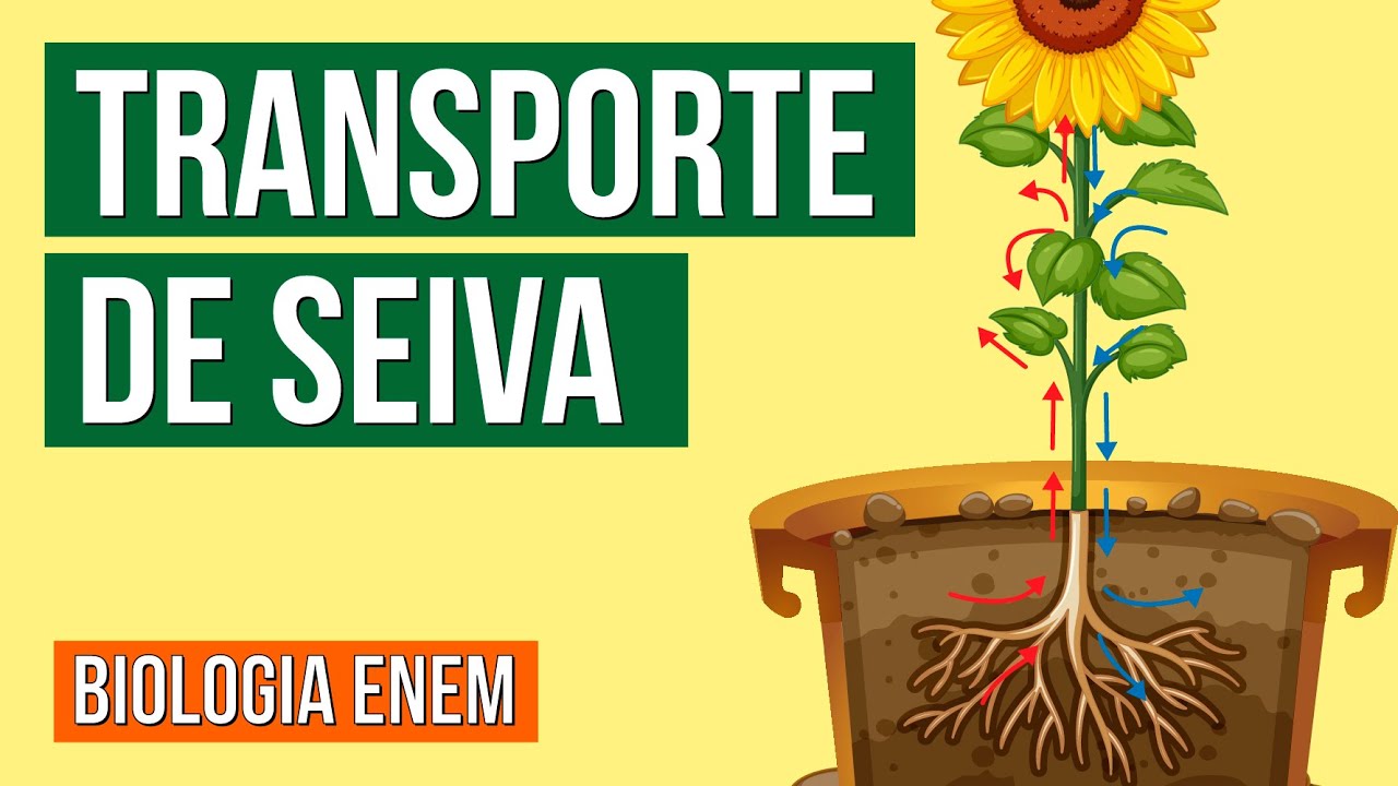 TRANSPORTE DE SEIVA BRUTA E ELABORADA NAS PLANTAS | Resumo de Biologia para o Enem