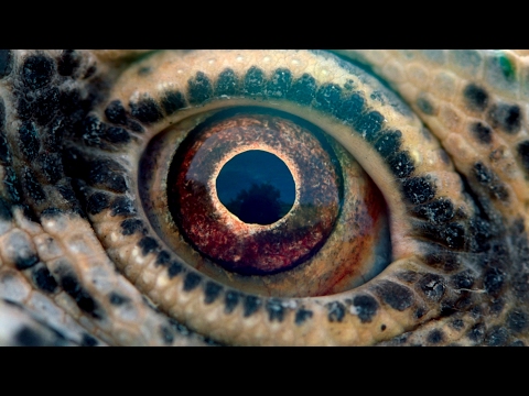 Путешествие времени — Русский трейлер (Дубляж, 2017)