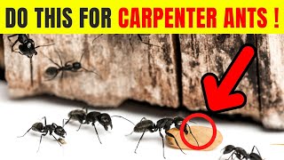 How To Get Rid Of Carpenter Ants Quickly !! (3 Simple Steps)