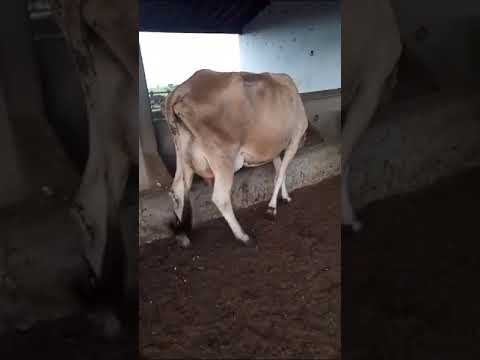 ➡️ *PROMOÇÃO 5 Vacas Paridas: 3.300 reais cada em São José do Seridó/ RN* whatsapp 84 99810 2784