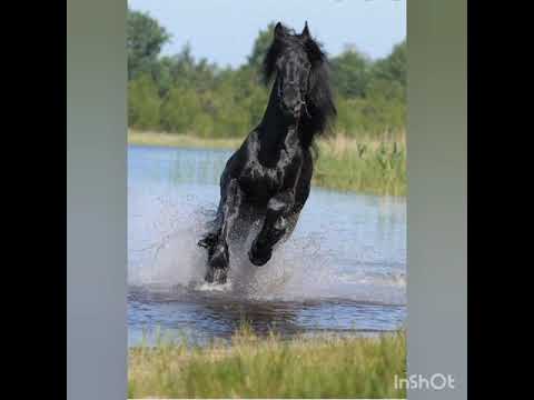 4 ciekawostki o koniu fryzyjskim #3 #najpiękniejszekonie #koniefryzyjskie