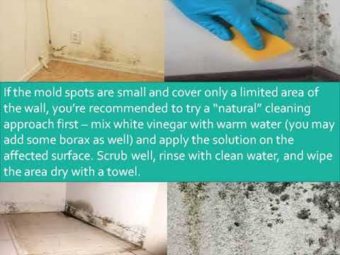 how to get rid of black mold on concrete block walls - YouTube