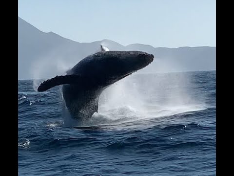 Sailing Mexico: Baja Ha Ha XXVII 2021 - Leg 3