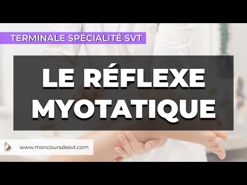 The myotatic reflex - SVT - Terminale