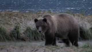 preview picture of video 'Haines, Alaska - Young Fat Male Grizzly Bear'