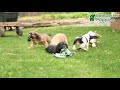 Cocker Spaniel dogs for sale: Allan  - Video 1