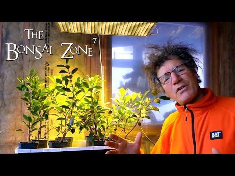 Creating a City Style Penjing, Part 1, The Bonsai Zone, Dec 2020